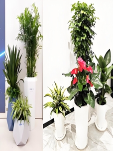 宁波海曙花卉租摆服务好